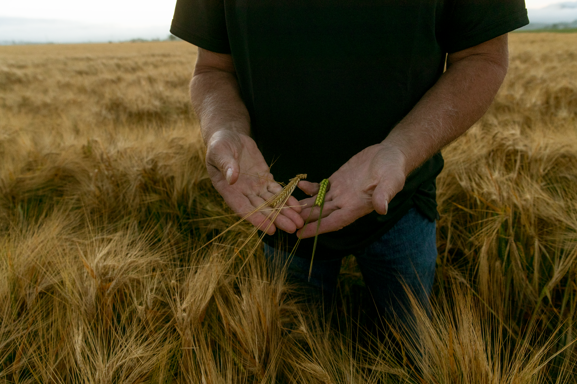 What Goes Into Our American Single Malt?