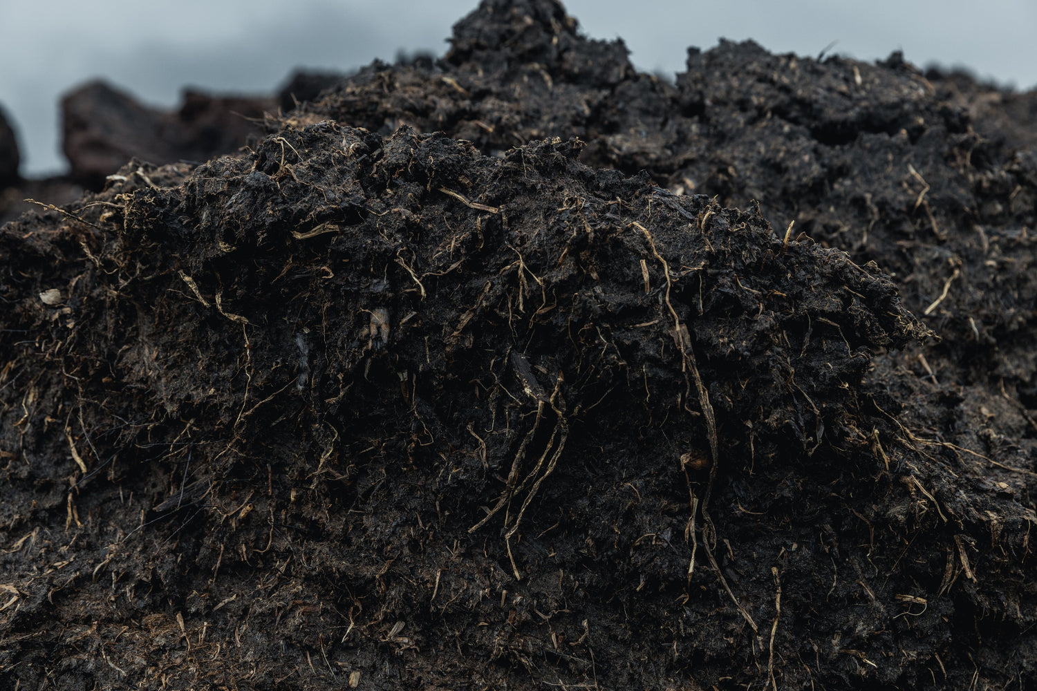 A Closer Look: Scottish Peat vs. Pacific Northwest Peat