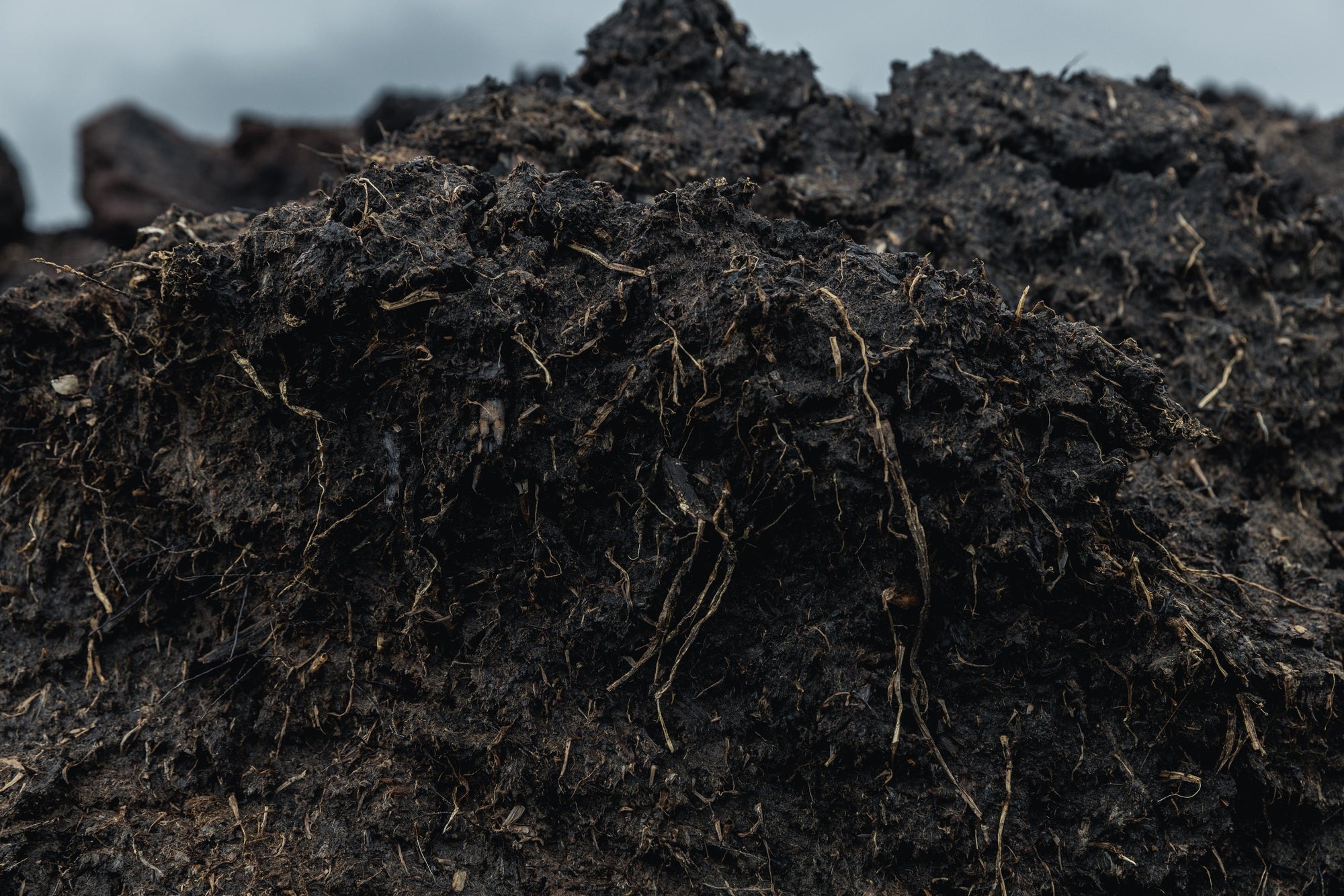 A Closer Look: Scottish Peat vs. Pacific Northwest Peat